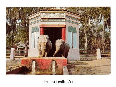 Two elephants standing in front of a building.