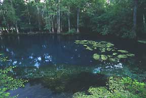 Manatee Springs