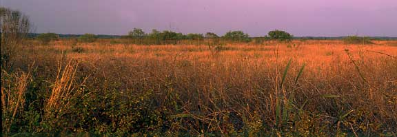 Payne’s Prairie State Preserve
